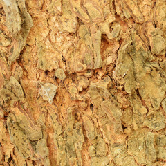 Close Up of Tree bark texture