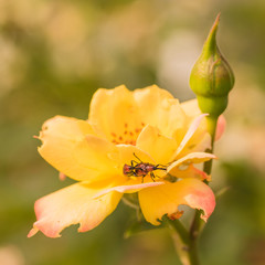 Fototapeta na wymiar Two Mating Rose Curculio Weevils
