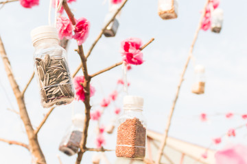 Seeds in plastic bottle hanging on the tree