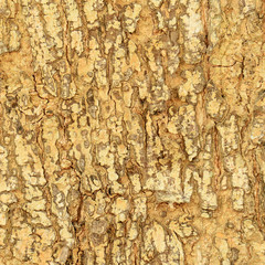 Close Up of Tree bark texture