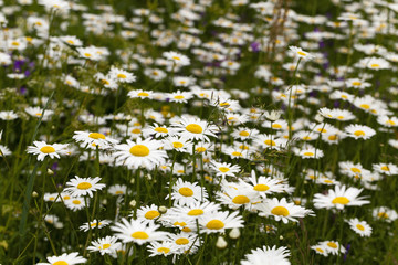white daisy  flowers.