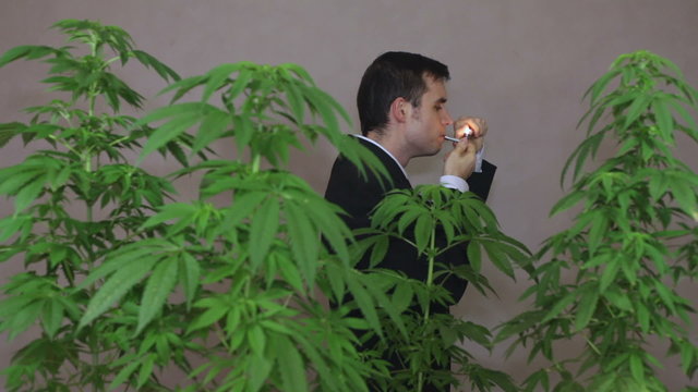 Businessman with Cannabis plants lighting and smoking Marijuana pipe.