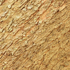 Close Up of Tree bark texture