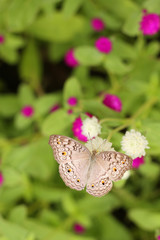 Brown butterfly on flower with blur garden background.