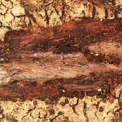 Chipped tree bark surface