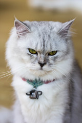 cute cat on nature background