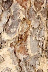 Tree bark detail background.