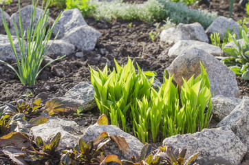 Landscaping in the garden. Scenic View. Selective focus.