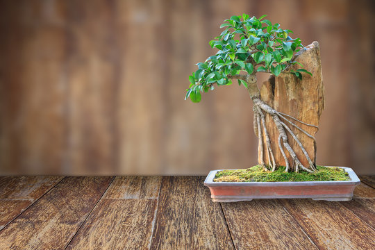 Bonsai tree in a ceramic pot on a wooden floor