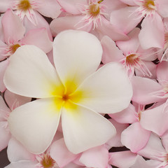 Fototapeta na wymiar white frangipani and pink oleander