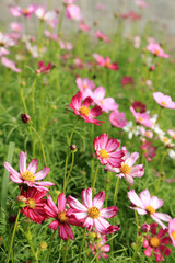 Fototapeta premium Pink cosmos flower field in sunshine.