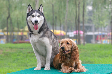 English Cocker Spaniel ang Siberian husky