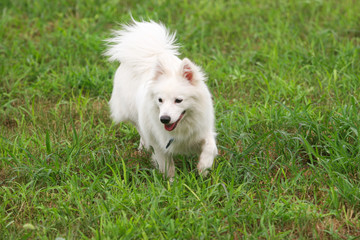 Japanese Spitz dog