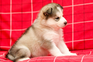 Siberian husky dog © Annie D