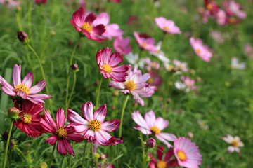 Pink cosmos flower field in sunshine.