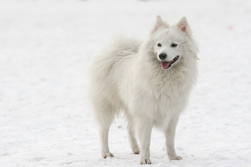 Japanese Spitz dog