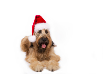 Big French shepherd dog in Santa's cap is lying on a white background