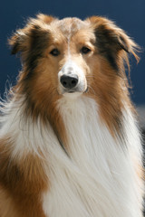 Scotland shepherd dog