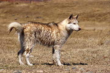 Siberian husky dog