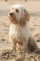 Mixed Cocker Spaniel