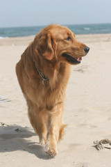 Golden Retriever dog
