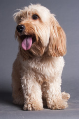 Mixed Cocker Spaniel