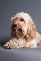 Mixed Cocker Spaniel