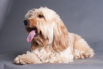 Mixed Cocker Spaniel