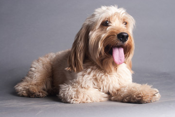 Mixed Cocker Spaniel