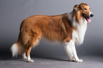 Scotland shepherd dog