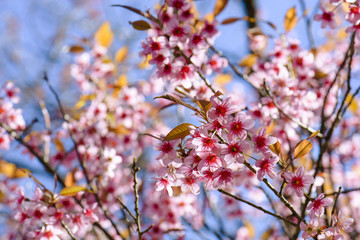 Sakura Cherry Blossom or Wild Himalayan Cherry
