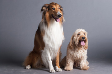 Mixed Cocker Spaniel and Rough Collie