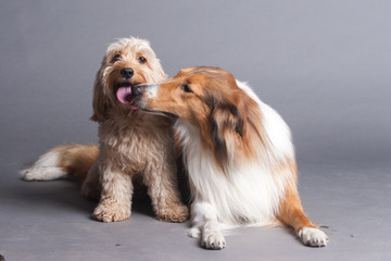 Mixed Cocker Spaniel and Rough Collie