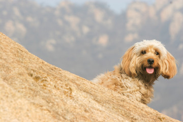 Mixed Cocker Spaniel