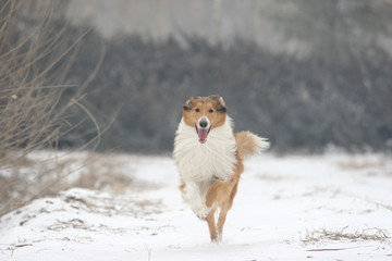 Scotland shepherd dog