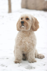 Mixed Cocker Spaniel