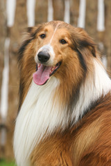 Scotland shepherd dog