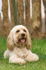 Mixed Cocker Spaniel