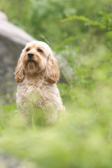 Mixed Cocker Spaniel