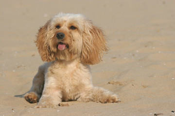 Mixed Cocker Spaniel