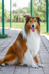 Scotland shepherd dog