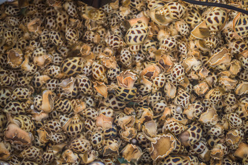 spotted babylon shellfish top view