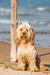 Mixed Cocker Spaniel