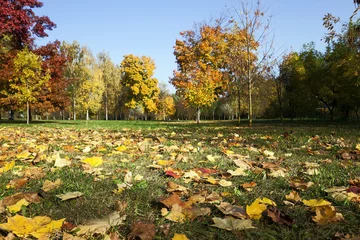 Fotobehang Oranje fallen leaves of trees in the park    © rsooll