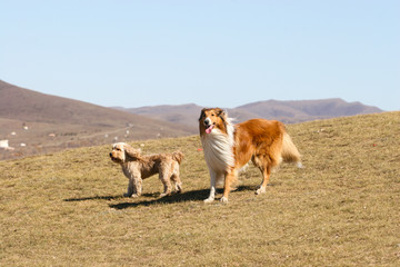 Mixed Cocker Spaniel and Rough Collie