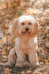 Mixed Cocker Spaniel