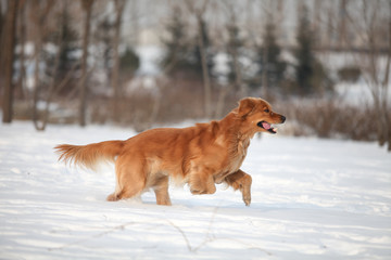 Golden Retriever dog