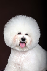 white Bichon Frise dog