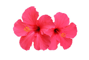 Two hibiscus flower isolated on white background
