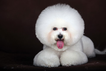 white Bichon Frise dog